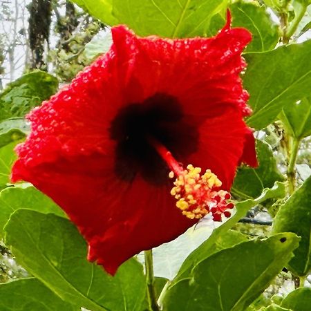 Kope Hale Farm House Near Hilo & Volcano National Park Pahoa المظهر الخارجي الصورة