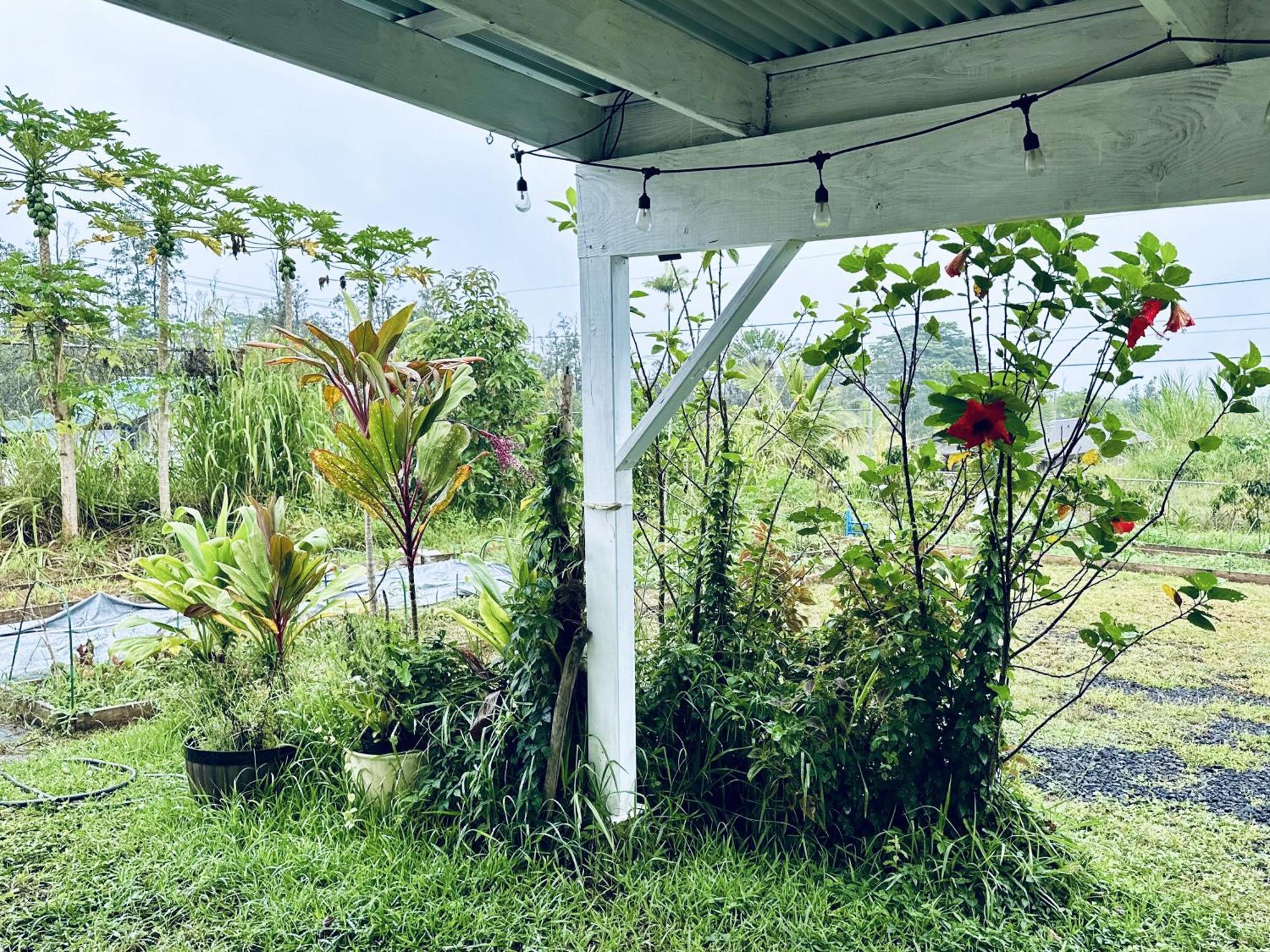 Kope Hale Farm House Near Hilo & Volcano National Park Pahoa المظهر الخارجي الصورة