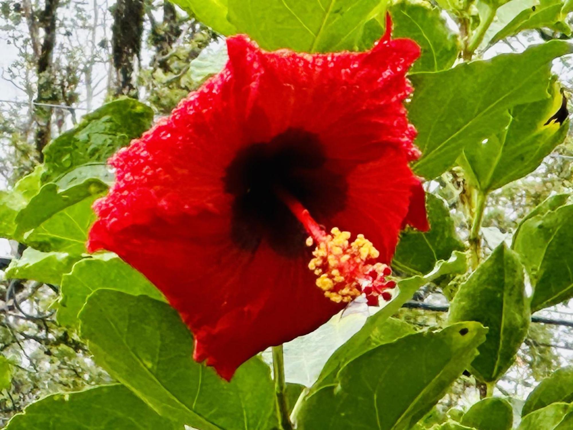 Kope Hale Farm House Near Hilo & Volcano National Park Pahoa المظهر الخارجي الصورة